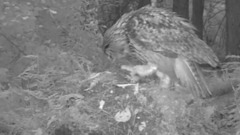EAGLE OWL ( BUBO SP. )  PREYS HARE, HEDGEHOG, RAT, MOLE
