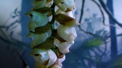 馥郁清香