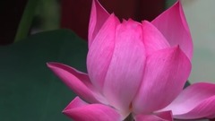 漪园荷香