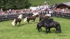 Hengstauftrieb in Rauris 2014, Norikerrangk mpfe hautnah.