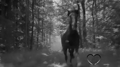 Dark Horse
