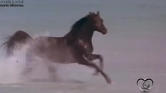 Dark Horse