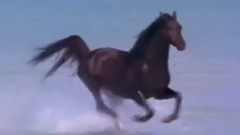 Dark Horse