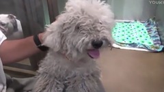 流浪狗的微笑