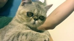 喵