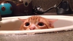 Scaredy Cat