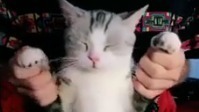 猫届舞王在此!朋友你听说过抖猫吗?