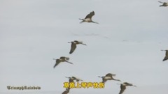 鸿雁
