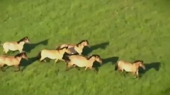 Empire of Angels (horses)