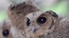 有关猫头鹰的几大真相True Facts About The Owl