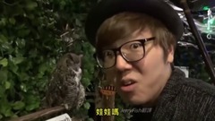 浅草猫头鹰森林 超级可爱的