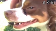 Adopt SNICKERS!