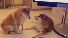 Shibe Anime