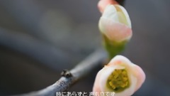 白鸟英美子 - 早春賦