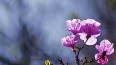 绿袖子