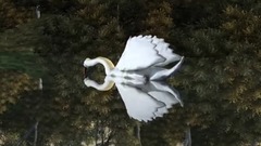 天鹅
