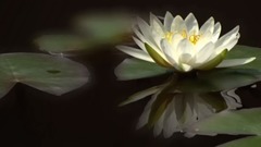 睡莲