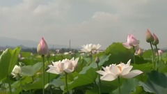 好人一生平安(竹笛)