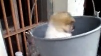 可爱萌萌汪星人02