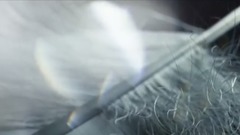 Wings Clipped