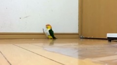 正步走的鹦鹉