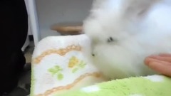 Play of the rabbit