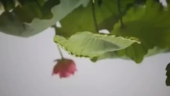 太湖春(竹笛)