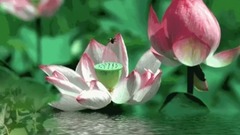 荷花情
