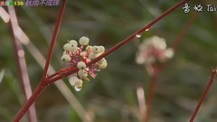 秋雨不成珠