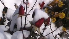 一剪梅(口琴)