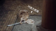 <银魂>中国预告片6:定档版