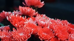 五彩菊花