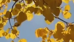 美丽的秋天