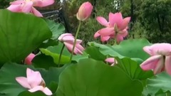 莲语禅心(巫娜古琴)