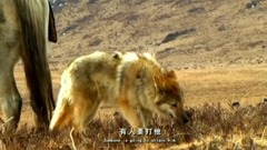 电影<重返·狼群>cut