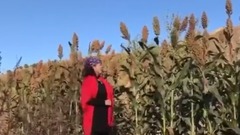 高粱红了