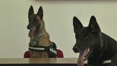 K-9 COMMANDO