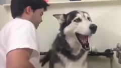 动物成精了