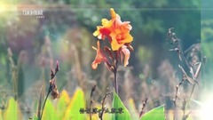 秋诗篇篇
