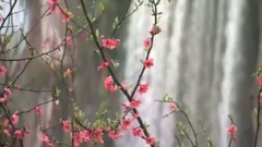 雁南飞