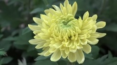 菊花诗韵