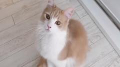 驯养你的猫咪