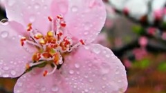 邓丽君 - 雨に濡れて(雨中淋湿)