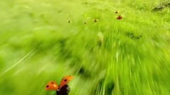 昆虫总动员