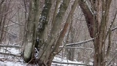 Le Coeur De La ForêT