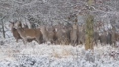 Love Song In Winter