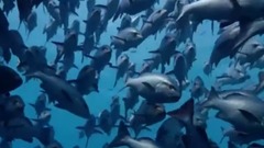 海洋生物世界