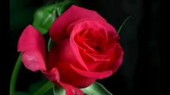 花为谁开