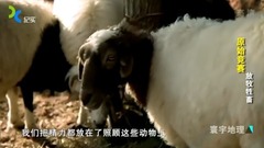 原始竞赛 上海纪实 8、放牧牲畜