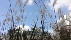 诗歌-无题
